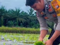 Dukung Ketahanan Pangan di Kakulasan: Brigpol Agus AW Bergerak Bersama Warga Tanam Padi