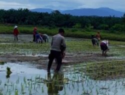 Tunjukkan Aksi Nyata, Brigpol Agus AW Terjun Langsung Ikut Bersama Warga Menanam Padi