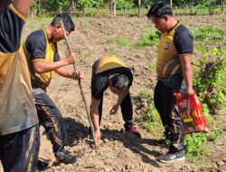 Polsek Bambalamotu, Giat Melaksanakan Penanaman Jagung di Lokasi Asrama