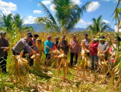 Kapolsek Iptu Yauri Yusuf.SH, Hadiri Kegiatan Panen Raya Jagung Quartal II Tahun 2025