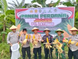 Polsek Pasangkayu Gelar Panen Jagung Perdana, Bersama Karyawan PT Letawa, Wujud Nyata Dukung Ketahanan Pangan