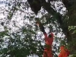 Gercep Petugas Damkarmat Pasangkayu, Berhasil Evakuasi Sarang Lebah di Ketinggian