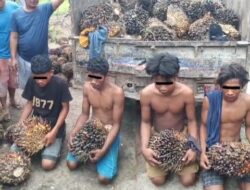 Viral..!, 4 Pelaku Pencurian Buah Kelapa Sawit, Berhasil di tangkap Warga Kastabuana