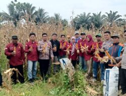 Kapolsek Bambalamotu Gelar Panen Raya Jagung Serentak