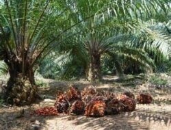 Pemda Pasangkayu Siap Fasilitasi Dialog antara Warga dan PT. Palma Sumber Lestari Guna Menjaga Stabilitas Kamtibmas