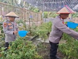 Kapolsek Sarudu Pimpin Panen P2L, Hasilnya Dinikmati Warga dan Bernilai Ekonomis