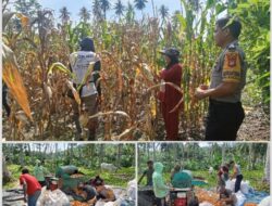 BKTM Polsek Bambalamotu Panen Jagung Bersama Kelompok Tani Samaturu