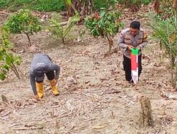 Tak Hanya Jaga Kamtibmas, Bhabinkamtibmas Bambalamotu Dorong Ekonomi Warga Lewat Jagung
