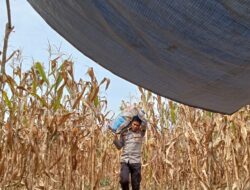 Dukung Ketahanan Pangan, BKTM Bambalamotu Bantu Panen Jagung, Anjurkan Jual ke Bulog, Harga Lebih Menguntungkan