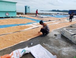 Bhabinkamtibmas Polsek Pasangkayu Bantu Warga Jemur Jagung, Dorong Dukungan Terhadap Ketahanan Pangan
