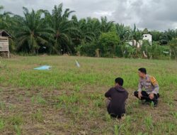 Bhabinkamtibmas Polsek Bambalamotu Pantau Jagung Pasca Tanam, Berikan Bimbingan untuk Optimalisasi Hasil