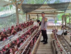 Bhabinkamtibmas Polsek Sarudu Sambangi Peternak Ayam, Pererat Kemitraan dan Jaga Kamtibmas