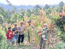 Bhabinkamtibmas Polsek Bambalamotu Turun Langsung Dampingi Warga Desa Bambaira dalam Kegiatan Panen Jagung