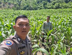 Dari Desa untuk Negeri: Polri dan Warga Bambalamotu Bersatu Jaga Ketahanan Pangan Melalui Pertanian Jagung
