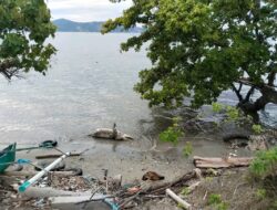 Buaya Besar Mati di Pesisir Pantai Kayumalue, Warga Ramai Penasaran