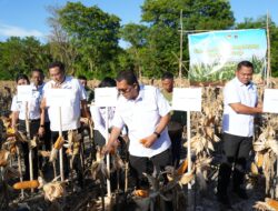 NTT Target Jadi Lumbung Jagung Nasional, Kolaborasi Semua Pihak Jadi Sandaran Utama