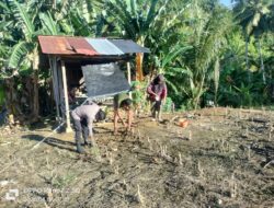 Polsek Bambalamotu Dorong Warga Tanam Jagung, Dukung Ketahanan Pangan di Pasangkayu
