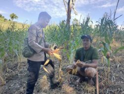 Dukung Ketahanan Pangan, Polsek Bambalamotu Cek Lahan Jagung Petani yang Gagal Panen di Kasoloang