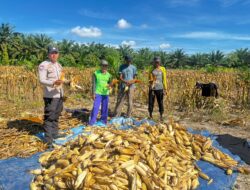 Dukung Ketahanan Pangan, Polsek Baras Ikut Panen Jagung Bersama Warga Singgani