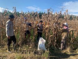 Dukung Ketahanan Pangan, Personel Polsek Sarudu Turun Tangan Dampingi Warga Panen Jagung