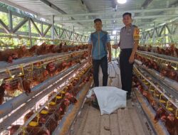 Bhabinkamtibmas Polsek Bambalamotu Sambangi Peternakan Ayam Petelur Warga