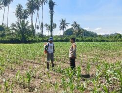 Dukung Ketahanan Pangan, Bhabinkamtibmas Pantau Pertumbuhan Jagung di Bambalamotu