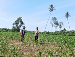Tak Cuma Jaga Kamtibmas, Polisi di Kalola Juga Kawal Pertumbuhan Jagung Warga