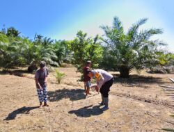 Sinergi Keren! Polisi dan Warga Sarudu Kompak Tanam Jagung untuk Masa Depan Pangan