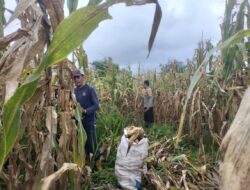 Panen Jagung Bersama Warga, Bhabinkamtibmas Pererat Kedekatan Polri dan Masyarakat