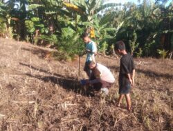Bhabinkamtibmas Polsek Sarudu Ajak Warga Manfaatkan Lahan Kosong, Dukung Ketahanan Pangan Lewat Penanaman Jagung