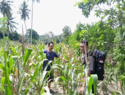 Perkuat Ketahanan Pangan, Bhabinkamtibmas Pantau Kondisi Tanaman Jagung Milik Warga Binaan
