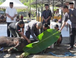 17 Sapi dan 33 Kambing Disembelih, Polda Sulbar Bagikan Daging Qurban untuk Personel dan Masyarakat