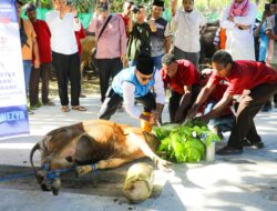 Presiden Prabowo Subianto Kirim 28 Ekor Sapi Jumbo untuk NTT, Gubernur Melki Serahkan Sapi “Siloam” Seberat 1.105 Kg di UMK Kupang