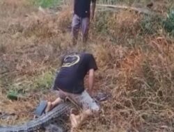 Buaya 2,7 Meter Ditemukan di Desa Kabubu, Mamuju Tengah, Warga & Pemuda Lokal Berhasil Amankan, Dievakuasi BPBD ke Penangkaran