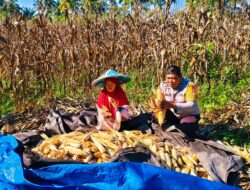 Polri Dorong Ketahanan Pangan, Panen Jagung Binaan di Desa Sarudu Hasilkan 1 Ton Jagung