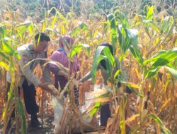 Semangat Ketahanan Pangan, Bhabinkamtibmas Polsek Banggae Panen Jagung Bersama Kelompok Tani Bunga Pussu