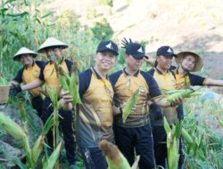 Panen Jagung Polda Sulbar: Wujud Nyata Komitmen Perkuat Ketahanan Pangan Daerah