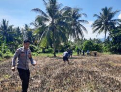 BKTM Polsek Bambalamotu Ajak Warga Manfaatkan Lahan Kosong, Tanam Jagung untuk Dukung Ketahanan Pangan