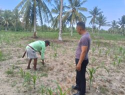 Dukung Ketahanan Pangan, Wakapolsek Bambalamotu Sambangi Lahan Jagung 4 Hektare di Desa Kasoloang